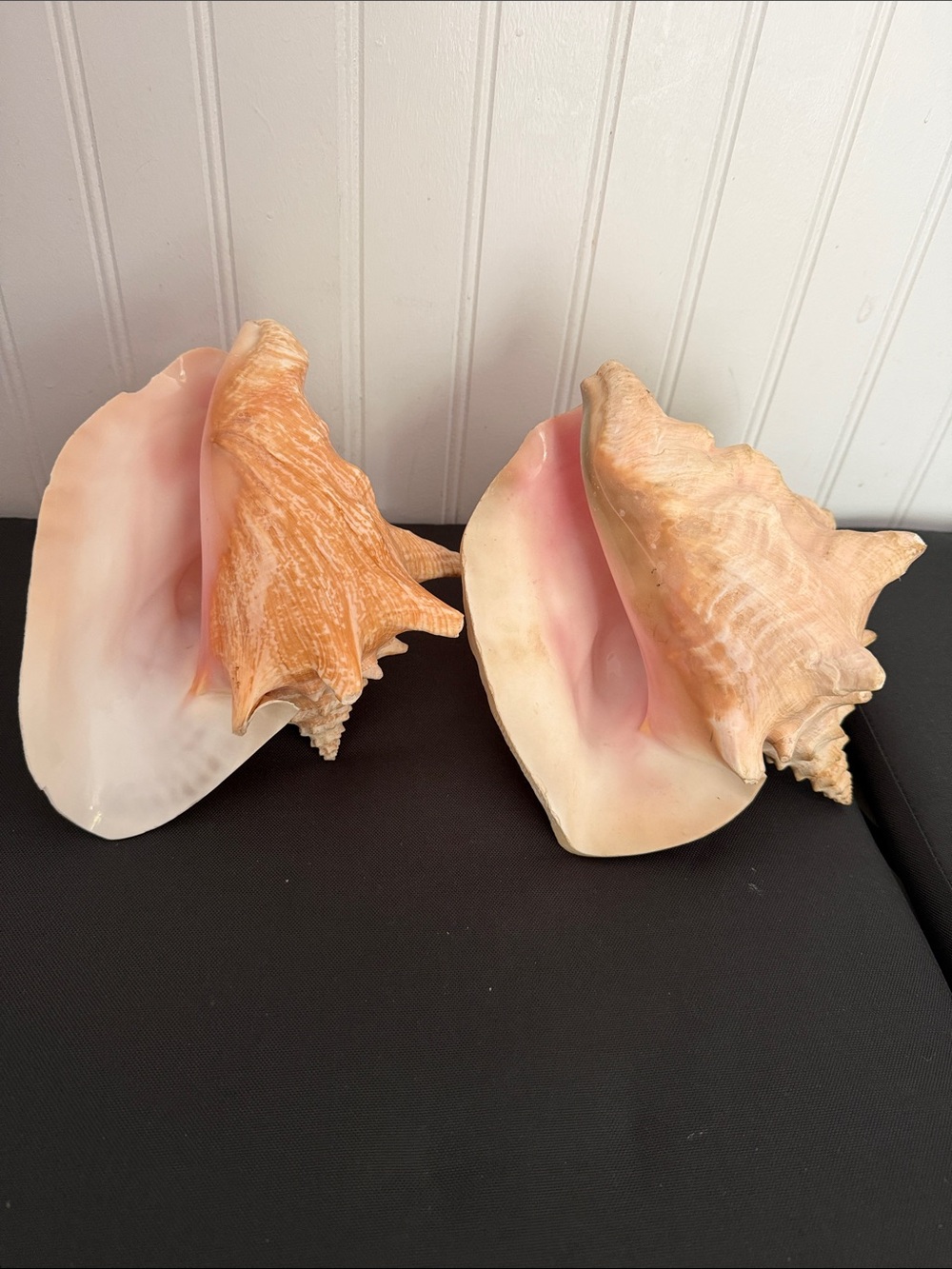 Huge Natural Pink Queen Conch Shell Pair 8/9 inch long rare find!